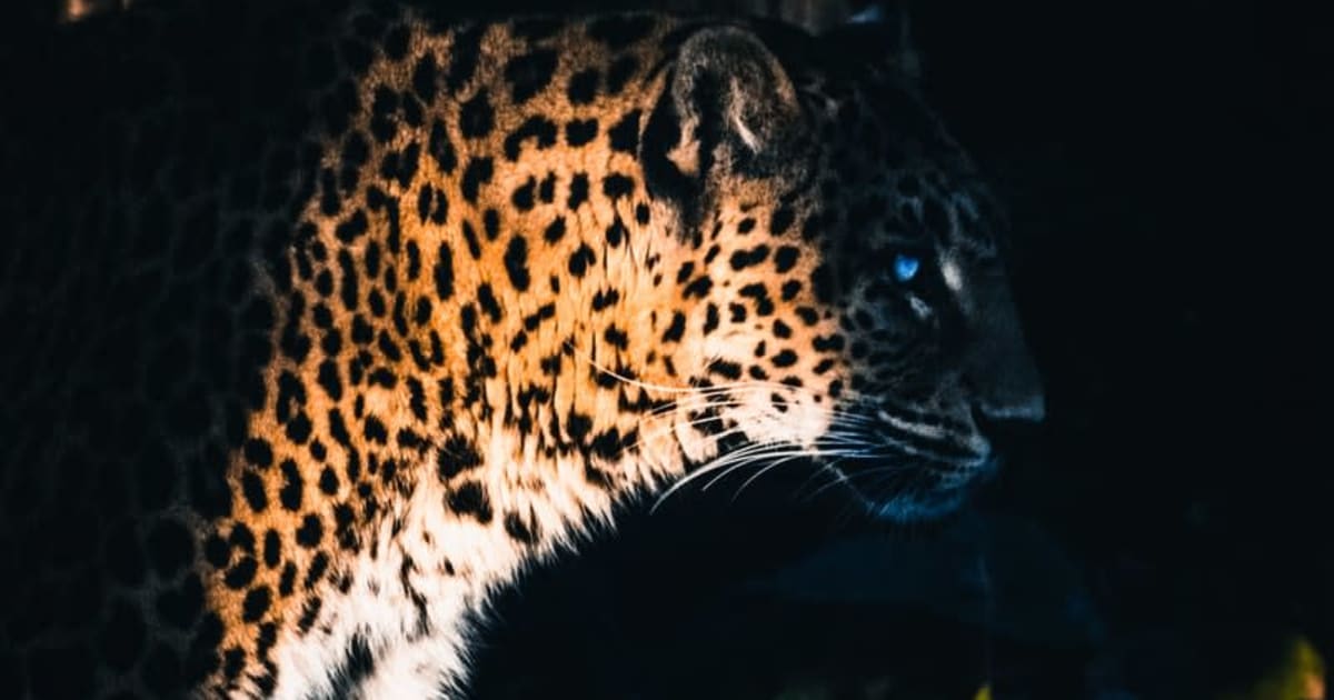 Yggdrasil Partners ReelPlay vabastab Jaguari superteed Bad Dingost